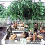Araucaria Heterophylla Bonsai Trees thumbnail-1