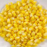 New Crop Sweet Corn Natural Fresh Sweet Corn Food Prices Chinese Exports Delicious Sweet Corn thumbnail-1