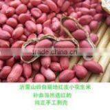 Huaxiaobao Peanut Variety Domination: Zhongkaihua 1 thumbnail-2