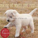 Flying Disc Cheap Polyester Dog Pet Frisbee China