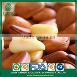 New Harvest Wild Harvest Particle Filled Open Pine Nuts in Shell