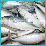 Frozen whole round indian mackerel fish with competitive price