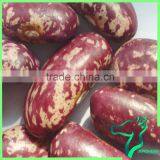 Round Shape Red Speckled Sugar Bean Size/100G 220-240 thumbnail-1