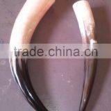 Drinking Horn thumbnail-1