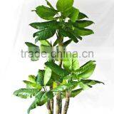 Wholesale Indoor Use Bonsai thumbnail-4