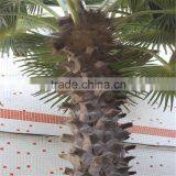 SJ2017200009 Hot Sale Outdoor Decorative Fake Washington Plastic Date Palm Tree thumbnail-2