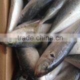 BQF Horse Mackerel 18cm+ Whole Round thumbnail-3