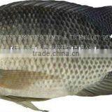 Best Quality Frozen Black Tilapia