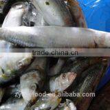 Sardinops Melanosticta 50-80G Frozen Sardines thumbnail-3