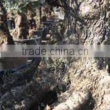 Finca Hermosa S.l. company overview - view 1 thumbnail