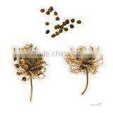 MIMOSA PUDICA thumbnail-2