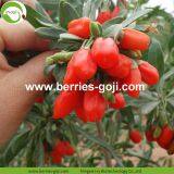 Factory Hot Sale Dried Himalayan Goji thumbnail-2
