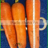 Lastest Fresh Carrot Crop Production Export From China Price