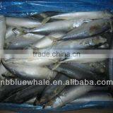 Fish Mackerel New Comeing