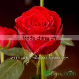 Cut Rose thumbnail-5