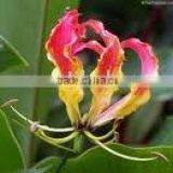 Gloriosa Superba Seeds thumbnail-1