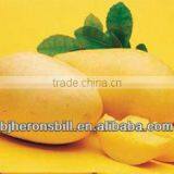 Food Mango Flavor thumbnail-1