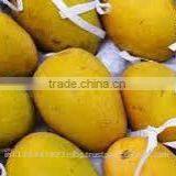 Fresh Mango Exporter In India thumbnail-6