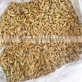Horse Oats in Bulk With Wholesale Price thumbnail-5