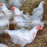 FRESH FROZEN CHICKEN thumbnail-1