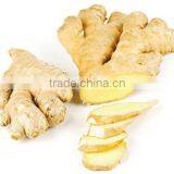 DRIED GINGER FOR THE BEST PRICE- HIGH QUALITY