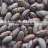 Organic Speckled Kidney Bean thumbnail-1