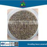 Dried Waterfly thumbnail-1