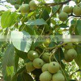 2016 New Type & Hot Sale Mutifunction Nut Peeling Machine thumbnail-4