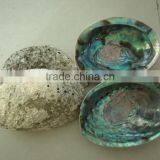 Green New Zealand Paua Abalone Shell Raw Material thumbnail-2