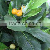 Small Green Apple Fruit Tree Decorative Artificial Apple Tree thumbnail-5