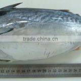 Frozen Bonito thumbnail-1