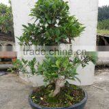 Ficus Bonsai Art 40cm thumbnail-1