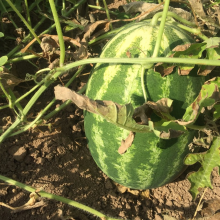 Cery Chinese Crimson Oval Watermelon Seed thumbnail-3