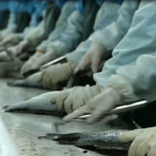 Sea Bass Fillet thumbnail-3