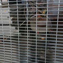 Stainless Steel Grating for Heavy-Duty Inspection Stairs and Walkways thumbnail-5