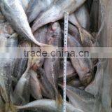 25cm up Frozen Horse Mackerel