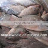 Black Tilapia Fresh Frozen high quality