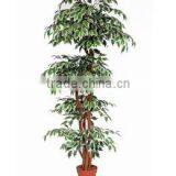 Flower-side Banyan Tree