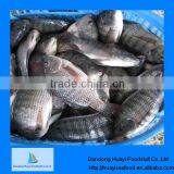 Supply Size of Whole Round Tilapia thumbnail-1