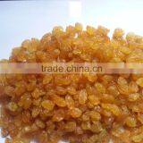 High Quality Golden Yellow Raisin From India thumbnail-3