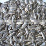 SUNFLOWER SEED ,SUNFLOWER SEED KERNLES thumbnail-3