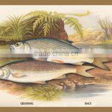 Graining and Dace 20x30 Poster thumbnail-1