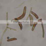 Individual Low Priced Coarse Cereal Diseases Microscope Prepared Slides