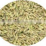 Cumin Seed Indian Origin thumbnail-1