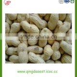 Peanut in Shell thumbnail-6