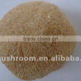 Organic and Pollution-free Dried Hericium thumbnail-1
