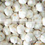 Best Selling Shandong Jinxiang Garlic