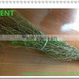ZENT -50 Itlian Bamboo Broom thumbnail-1