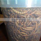 Microwave Dried & Freeze Dried Mealworm for Pet Food thumbnail-2