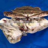 Frozen Fresh Quality Seafood and Fresh Water Crabs thumbnail-1